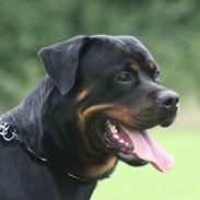 Rottweiler Vom Dornenhof Limbo