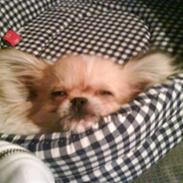 Blanding af racer Gismo (solgt)