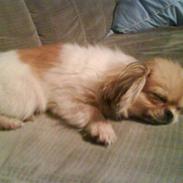 Blanding af racer Gismo (solgt)