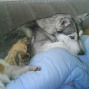 Blanding af racer Gismo (solgt)