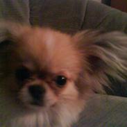 Blanding af racer Gismo (solgt)