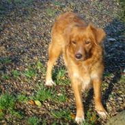 Nova scotia duck tolling retriever Happy