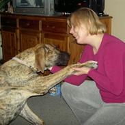 Grand danois Sassy (Siciliano Jazz)