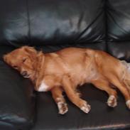 Nova scotia duck tolling retriever Happy