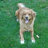 Nova scotia duck tolling retriever Happy