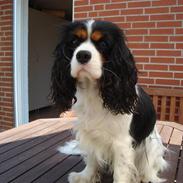 Cavalier king charles spaniel Townfields Bella