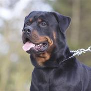 Rottweiler Vom Dornenhof Limbo