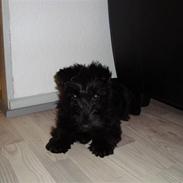 Skotsk terrier Clive