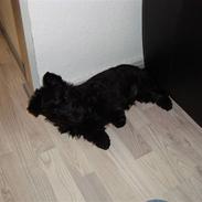 Skotsk terrier Clive