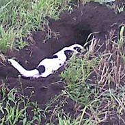 Dansk svensk gaardhund Teddy