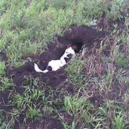 Dansk svensk gaardhund Teddy