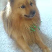 Blanding af racer Bubber