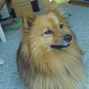 Blanding af racer Bubber