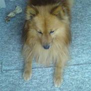 Blanding af racer Bubber