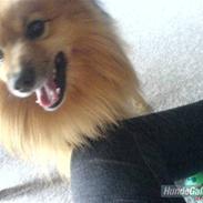 Blanding af racer Bubber