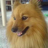 Blanding af racer Bubber