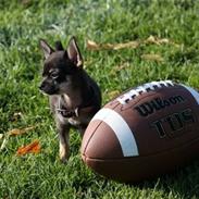 Chihuahua lui