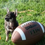 Chihuahua lui