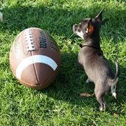 Chihuahua lui
