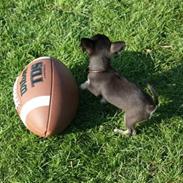 Chihuahua lui