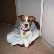 Jack russell terrier Fie
