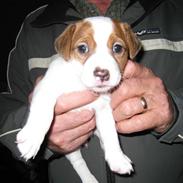 Jack russell terrier Fie