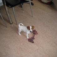 Jack russell terrier Fie