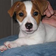 Jack russell terrier Fie