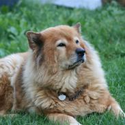 Eurasier Miss Diniva fra Zeldas