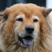 Eurasier Miss Diniva fra Zeldas