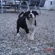 Staffordshire bull terrier Pizza