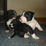 Staffordshire bull terrier Pizza