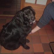 Blanding af racer Luffe