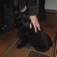 Blanding af racer Luffe