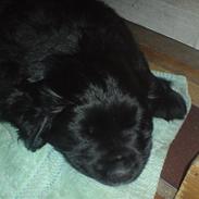 Blanding af racer Luffe