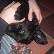 Blanding af racer Luffe