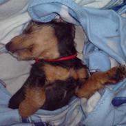 Blanding af racer Pippi