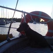 Blanding af racer Pippi