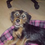 Blanding af racer Pippi