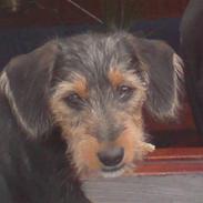 Blanding af racer Pippi