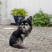 Chihuahua Oswald Kjær