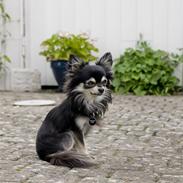 Chihuahua Oswald Kjær