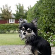 Chihuahua Oswald Kjær