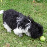 Shih tzu Rikke