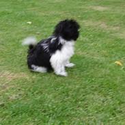 Shih tzu Rikke