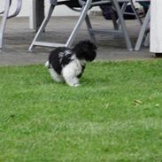 Shih tzu Rikke