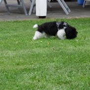 Shih tzu Rikke