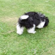 Shih tzu Rikke