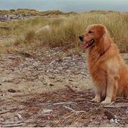 Golden retriever Zorba