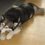 Alaskan malamute Bufas